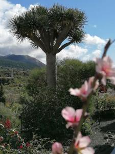 a palm tree in a field with pink flowers at HACIENDA LA CENTENARIA,CASAS RURALES in El Paso