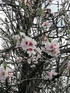 エル・パソにあるHACIENDA LA CENTENARIA,CASAS RURALESの木の上のピンクの花束