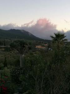 a view of a mountain with palm trees in a field at HACIENDA LA CENTENARIA,CASAS RURALES in El Paso