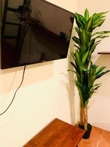 Una planta en un jarrón sobre una mesa junto a un televisor. en Habitaciones Sancris, en San Cristóbal de Las Casas