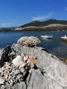 a group of seashells on a rock near the water at Beach apartments Seahorse and Seastar, Pelješac peninsula in Putniković
