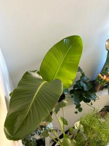 eine große grüne Pflanze in einem Raum mit anderen Pflanzen in der Unterkunft Monkey Tree Stay in Schiedam