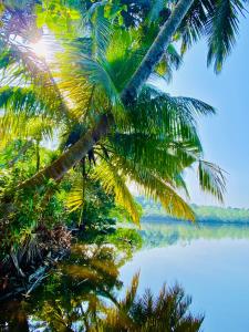 uma palmeira inclinada sobre um corpo de água em New Heaven em Ambalangoda