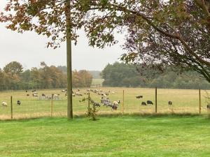 een kudde dieren die in een veld grazen bij Hyrdeskolen in Give