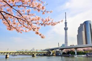 a cherry tree branch with a bridge and tower in the background at Stay SAKURA Tokyo ASAKUSA ART DECO HOTEL in Tokyo
