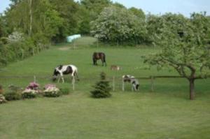 a group of cows grazing in a grass field at Ferienwohnungen W Petersen in Neuberend