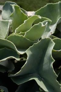 eine Schließung einer grünen Pflanze in der Unterkunft Casa ulivo Agave Favignana At My Place in Favignana