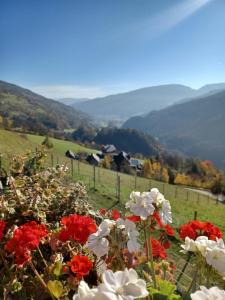 Bergruhe في Sankt Ruprecht ob Murau: حفنة من الزهور الحمراء والبيضاء في حقل