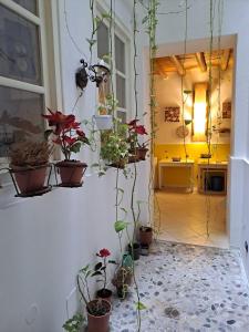 una stanza con piante in vaso sul muro di B&B Ai Tintori a Palermo