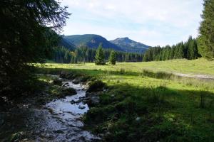 a stream in a field with trees and mountains at Guffertblick in Achenkirch