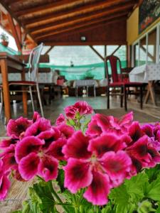 a vase filled with pink flowers sitting on a table at Barátság Panzió - Pensiunea Barátság in Ditrău