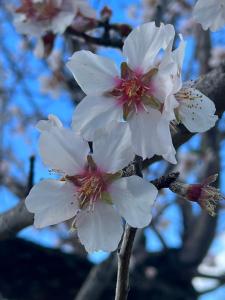 LoceriにあるAgriturismo Su Barraccuの木の枝の白花の群れ