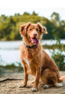 um cão castanho sentado no chão com a língua de fora em Badger's Sett em Bathgate