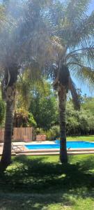 dos palmeras junto a una piscina en Cholas en Merlo