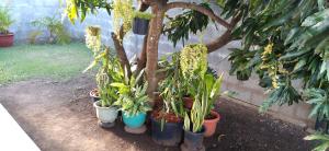 Gallery image of Fare Onavai in Punaauia