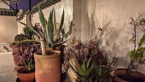 Zahrada ubytování Riad Dar Alma Fes