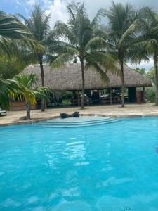 een resort met palmbomen en een zwembad bij Arritola B and B Ranch in Homestead