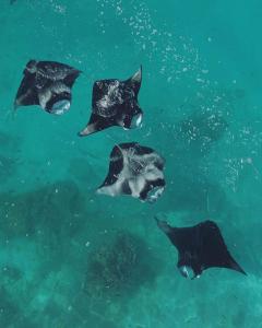 a group of stingrays swimming in the water at LVIS Village in Dharavandhoo