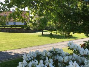 a garden with white flowers in front of a house at Margretelyst Ferielejlighed in Farsø