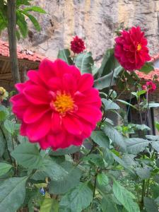 two red flowers are growing in a garden at Trang An Peaceful Homestay in Ninh Binh