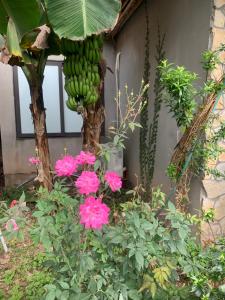 a bunch of bananas hanging from a tree with pink flowers at Trang An Peaceful Homestay in Ninh Binh