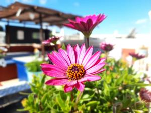 Zahrada ubytování Finca Sueño de Vida