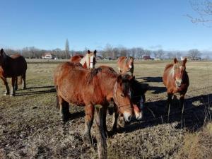 eine Gruppe von Pferden, die auf einem Feld stehen in der Unterkunft Domek letniskowy SZUWAREK in Świnoujście