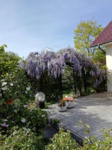 a wisteria vine is hanging over a fence at Domek letniskowy SZUWAREK in Świnoujście