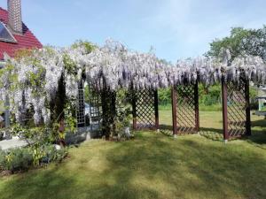 a pergola with white wisteria on it in a yard at Domek letniskowy SZUWAREK in Świnoujście