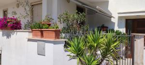 una casa con piante in vaso su un lato di Dimora Nonna Angela ad Alberobello