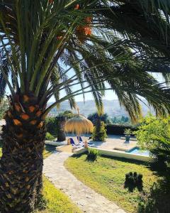 a palm tree next to a resort with a pool at Private house ' Estufa' with a beautiful view in Teulada