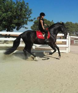 una mujer montando un caballo negro en una arena en Rocaplana Club de Campo en Vilarrodona