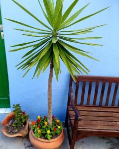 a palm tree in a pot next to a bench at Porão reformado no centro de Floripa in Florianópolis
