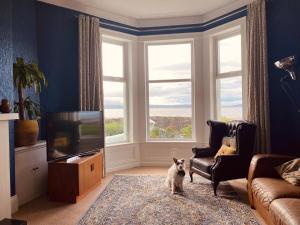a dog standing in a living room with a television at Loughview in Bangor