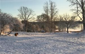 a dog standing in a snow covered field with trees at Gorgeous Home In Köpmannebro With Wifi in Köpmannebro
