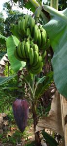 a bunch of bananas hanging from a banana tree at Little Nomads eco-guesthouse in Siquijor