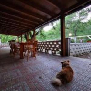 Domácí mazlíčci ubytovaní s hosty v ubytování B&B&Beer