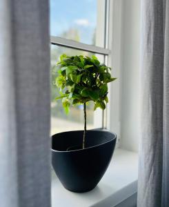 a plant in a black pot sitting on a window sill at Apartment Leo6 in Salzburg