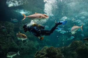 Snorkeling și/sau scufundări la sau în apropiere de această vilă