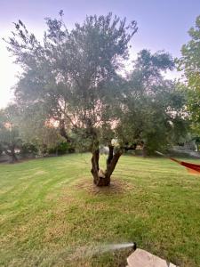 A garden outside Vasiliki's House Zacharo , 27054 , Ilias