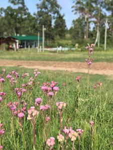 um campo de flores cor-de-rosa na relva em Campo Verde em Concordia