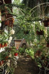 un jardin avec une bande de plantes dans une cour dans l'établissement SHUKRAN Apartelle, à Siquijor