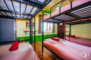 two bunk beds in a room with green walls at Venus Resort in Haad Rin
