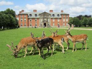 a group of deer standing in the grass in front of a building at Central Mews House Altrincham in Altrincham