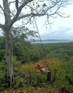 una mujer sentada en un columpio colgando de un árbol en CasaBravaVentura en Santa Catalina