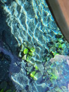 una piscina d'acqua con oggetti verdi di Hotel Colibrí Petén a Santa Elena