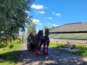 a couple of horses pulling a carriage down a dirt road at De Huifkar, bij Sneek aan elfstedenroute in Hommerts