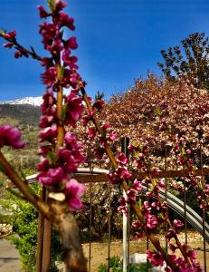アオスタにあるGrand Arvouの塀前のピンクの花束