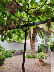 un montón de uvas en un árbol en un jardín en Paso de los Andes 1450 Mendoza Suites en Mendoza