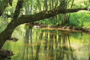 un ramo di albero appeso a un fiume in una foresta di A Casa da Carmita a Pedrógão Grande